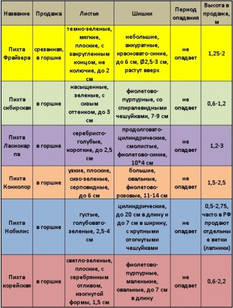 Советы по выбору новогодней ёлки: виды, характеристики