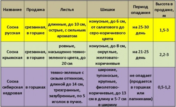 Советы по выбору новогодней ёлки: виды, характеристики