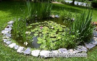 Растения для мини-водоема.