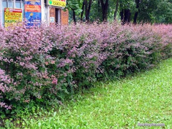 Озеленение ограждений, живые изгороди